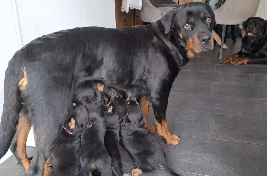 ROTTWEILER, szczeniak na sprzedaż, kontakt przez Whatsapp +48736614543, , Zonia