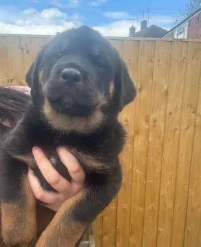 ROTTWEILER, szczeniak na sprzedaż, kontakt przez Whatsapp +48736614543, , Zonia