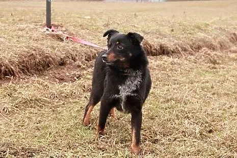 Wronka sunia idealna marzy o kochającym domku na c