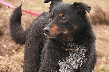 Wronka sunia idealna marzy o kochającym domku na c