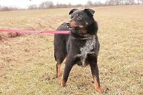 Wronka sunia idealna marzy o kochającym domku na c