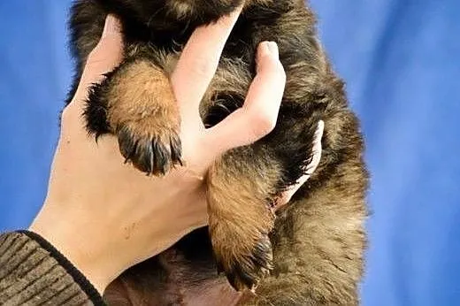6 cudownych SZCZENIĄT, maluszki szukają odpowiedzi