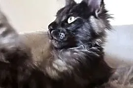 Phantome Noir – wyjątkowy kocurek Maine Coon black smoke FPL, do hodowli