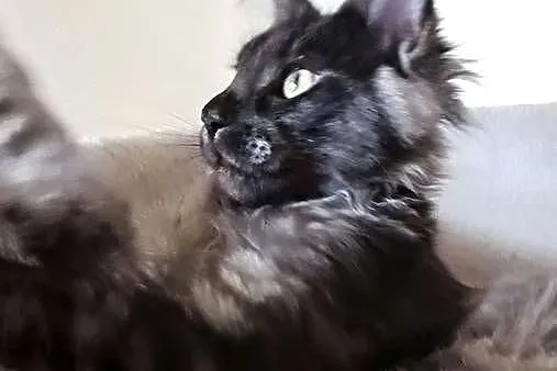 Phantome Noir – wyjątkowy kocurek Maine Coon black smoke FPL, do hodowli