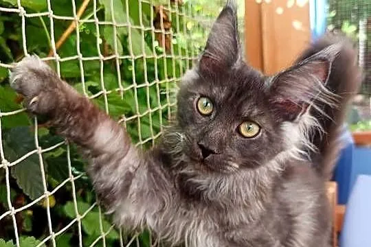 Phantome Noir – wyjątkowy kocurek Maine Coon black smoke FPL, do hodowli, Wielkopolskie, Czempiń