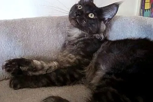 Phantome Noir – wyjątkowy kocurek Maine Coon black smoke FPL, do hodowli, Wielkopolskie, Czempiń