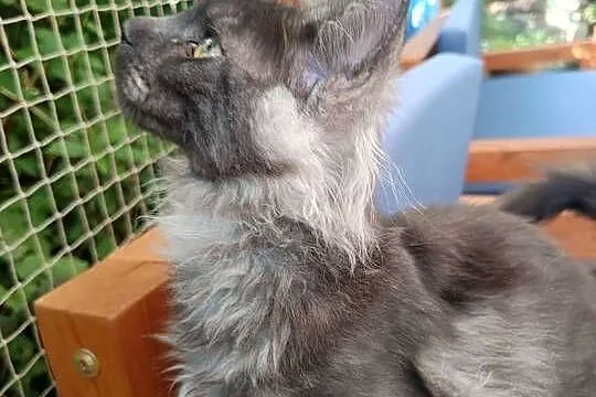 Phantome Noir – wyjątkowy kocurek Maine Coon black smoke FPL, do hodowli, Wielkopolskie, Czempiń
