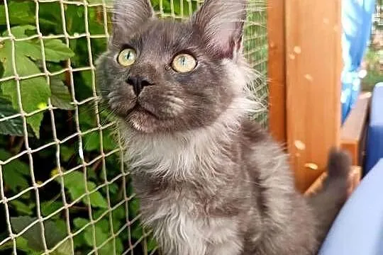 Phantome Noir – wyjątkowy kocurek Maine Coon black smoke FPL, do hodowli, Wielkopolskie, Czempiń
