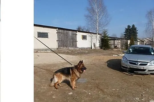 Krycie Owczarek Niemiecki Długowłosy  Reproduktor 