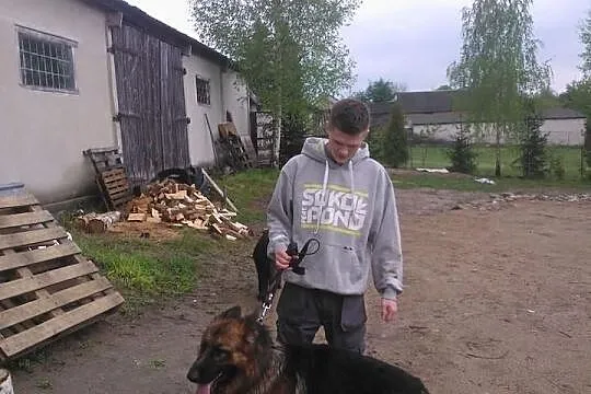 Krycie Owczarek Niemiecki Długowłosy  Reproduktor 