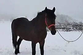 Sprzedam ogiera 2.5 letniego