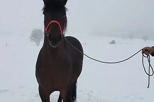 Sprzedam ogiera 2.5 letniego, Małopolskie, Jabłonka