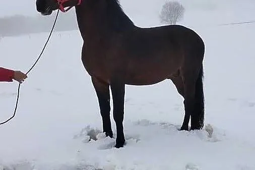 Sprzedam ogiera 2.5 letniego, Małopolskie, Jabłonka