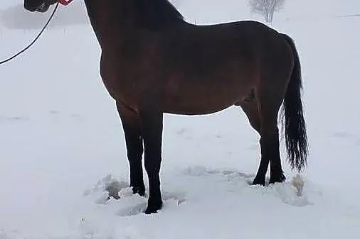 Sprzedam ogiera 2.5 letniego, Małopolskie, Jabłonka