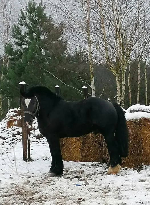 Stanówkę ogierem zimnokrwistym, , Kupin