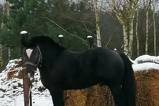 Stanówkę ogierem zimnokrwistym, , Kupin