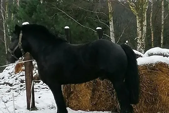 Stanówkę ogierem zimnokrwistym, , Kupin