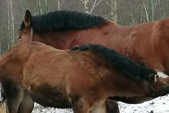 Stanówkę ogierem zimnokrwistym, , Kupin
