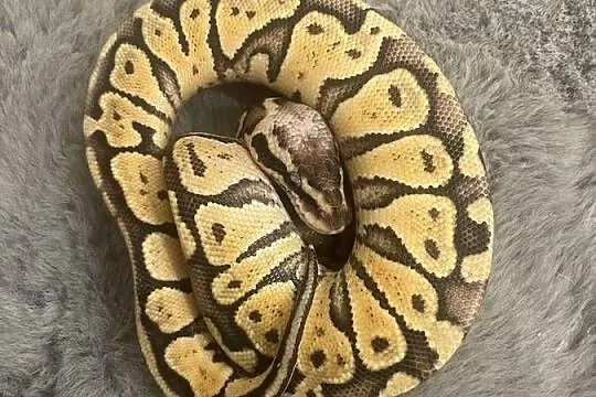Pyton królewski super pastel, Pomorskie, Kościerzyna