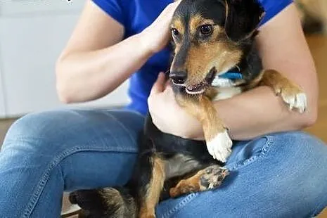 KUMIN mały, nakolankowy dzieciaczek do adopcji,  m