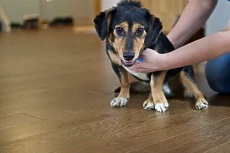 KUMIN mały, nakolankowy dzieciaczek do adopcji,  m