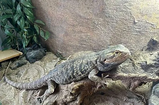 Sprzedam terarium i agame brodata
