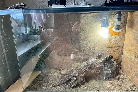 Sprzedam terarium i agame brodata, Śląskie, Lubomia