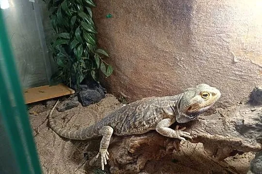 Sprzedam terarium i agame brodata, Śląskie, Lubomia