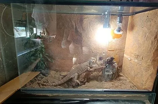 Sprzedam terarium i agame brodata, Śląskie, Lubomia