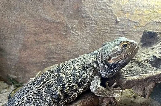 Sprzedam terarium i agame brodata, Śląskie, Lubomia