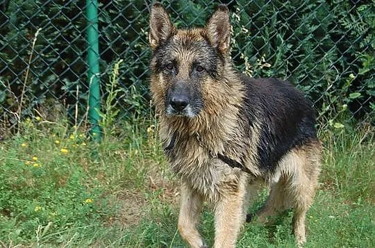 Przepiękny, kochający ludzi owczarek niemiecki szu