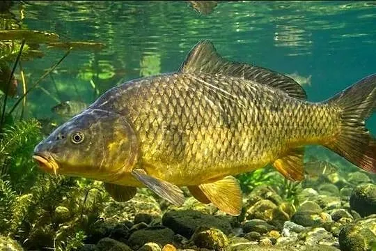 ZARYBIANIE 2026 - Zapisy na ryby do stawów, 9 marzec