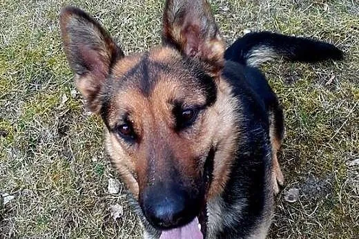 Piękna młoda Shakira szuka domu!,  warmińsko-mazur