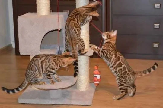 Koty Bengalskie kocieta.. e-mail z aktualizacjami: {{patrycjapolaczek693@gmail.com}}