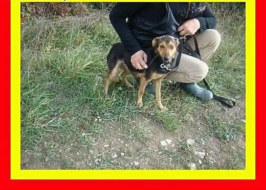 Mała,delikatnej budowy,mislusia,sympatyczna,suczka