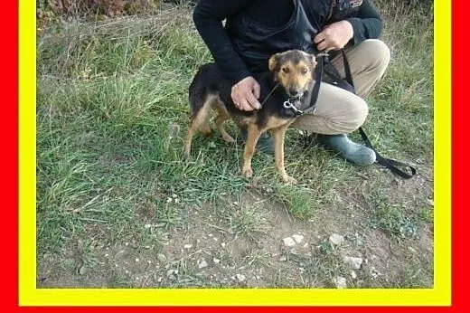 Mała,delikatnej budowy,mislusia,sympatyczna,suczka