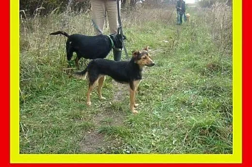 Mała,delikatnej budowy,mislusia,sympatyczna,suczka