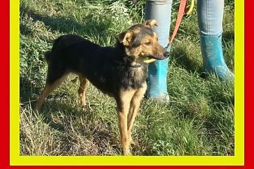 Mała,delikatnej budowy,mislusia,sympatyczna,suczka