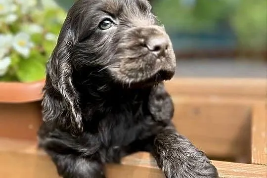 Wyjątkowa czekoladowa sunia Cocker Spaniel Angielski z rodowodem