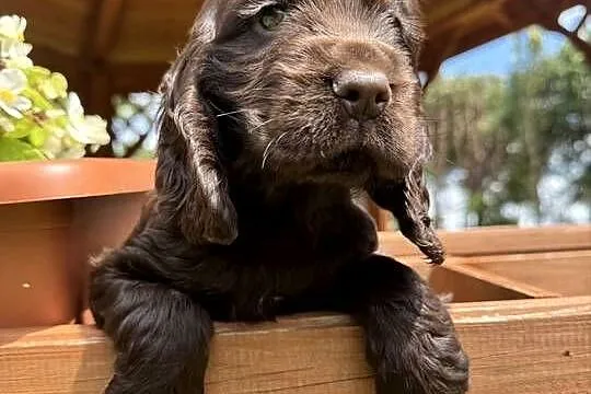 Wyjątkowa czekoladowa sunia Cocker Spaniel Angielski z rodowodem, Mazowieckie, Warszawa