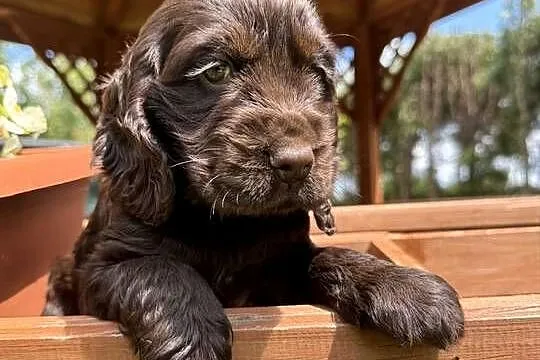 Wyjątkowa czekoladowa sunia Cocker Spaniel Angielski z rodowodem, Mazowieckie, Warszawa