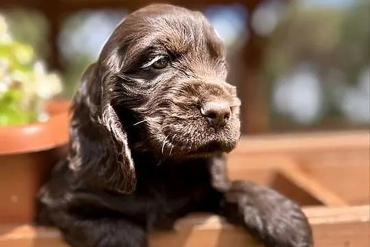 Wyjątkowa czekoladowa sunia Cocker Spaniel Angielski z rodowodem, Mazowieckie, Warszawa