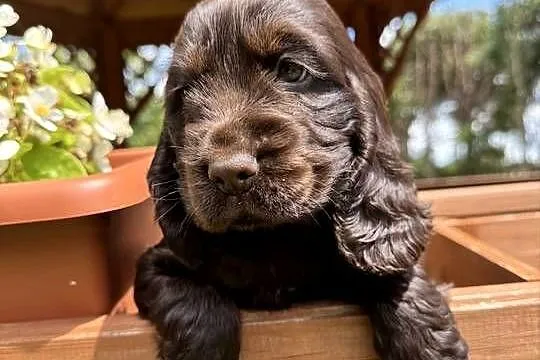 Wyjątkowa czekoladowa sunia Cocker Spaniel Angielski z rodowodem, Mazowieckie, Warszawa