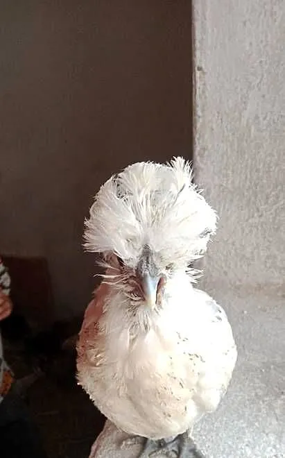 Sprzedam kurki ozdobne Czubatka, kochin, silka, Pomorskie, Szymbark