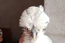 Sprzedam kurki ozdobne Czubatka, kochin, silka