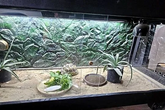 Sprzedam żółwia lamparciego z terrarium