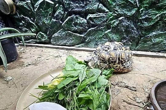 Sprzedam żółwia lamparciego z terrarium, Łódzkie, Piotrków Trybunalski