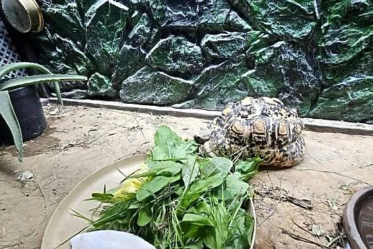 Sprzedam żółwia lamparciego z terrarium, Łódzkie, Piotrków Trybunalski