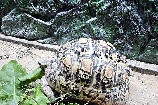 Sprzedam żółwia lamparciego z terrarium, Łódzkie, Piotrków Trybunalski