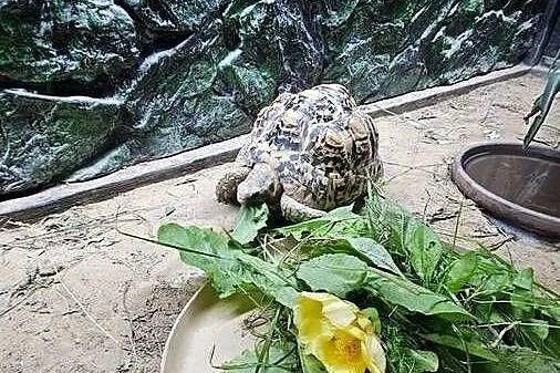 Sprzedam żółwia lamparciego z terrarium, Łódzkie, Piotrków Trybunalski